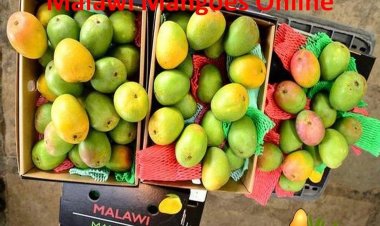 Malawi Mangoes: A Taste of Sunshine from the Warm Heart of Africa Now in India