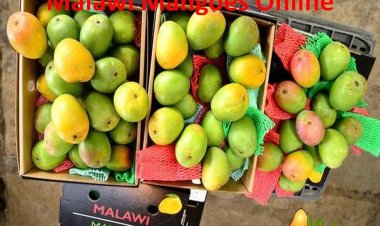 Malawi Mangoes: A Taste of Sunshine from the Warm Heart of Africa Now in India